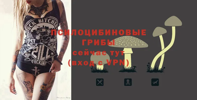 Галлюциногенные грибы Psilocybe  МЕГА как войти  Верея 